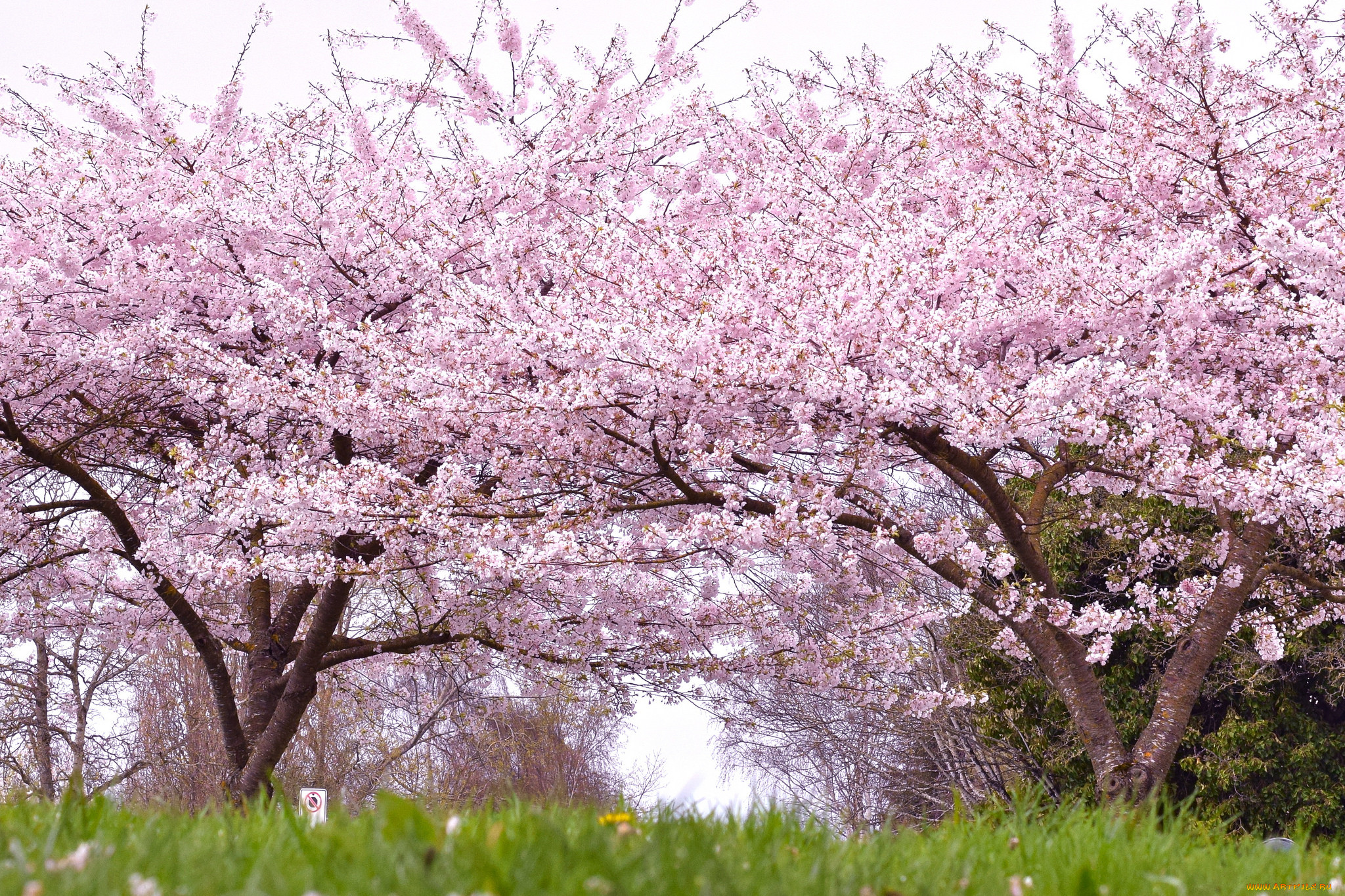 Ягоды сакуры. Цветение вишни. Вишня нежность. Цветут деревья весной. Сакура ягоды.